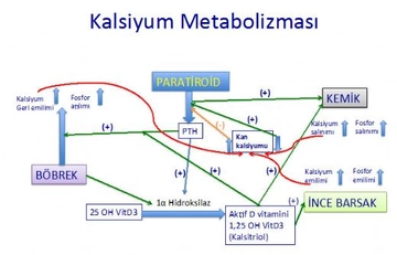 Kalsiyum Emilimi Nedir? Kalsiyum Emilimi Nedir?